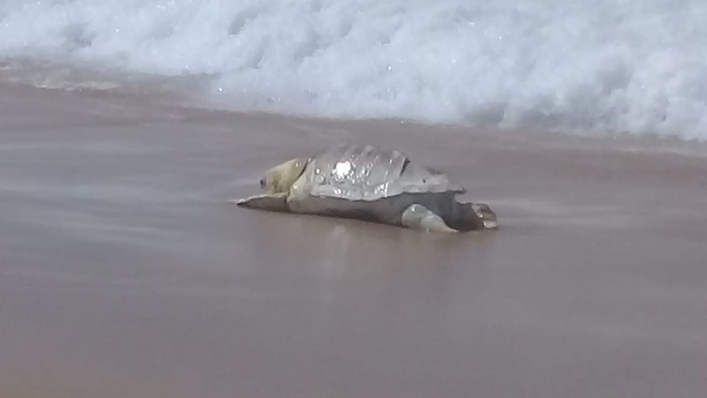 Tartarugas são encontradas mortas em praia de Salvador