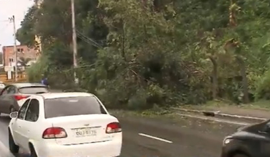 Trânsito lento no Vale do Ogunjá após parte de uma árvore cair na região