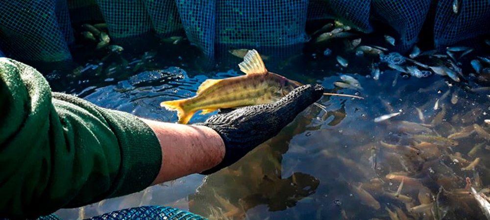 Ibama: cerca de 230 mil peixes são resgatados em região ameaçada pela seca na Bahia