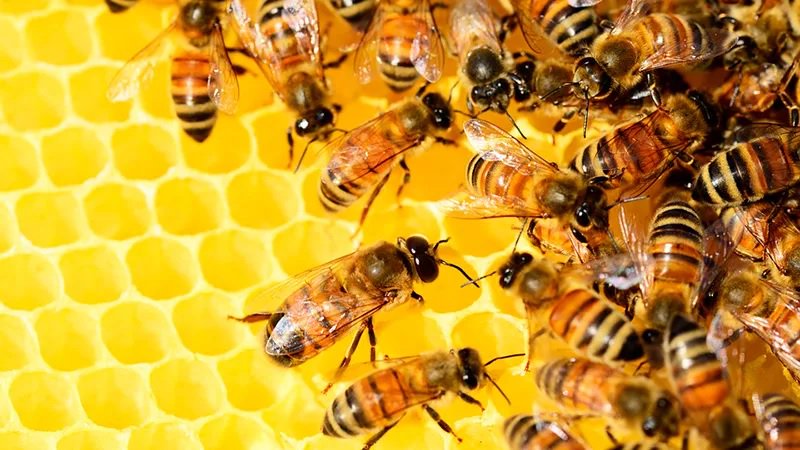 Brasil se prepara para ser o único produtor de soro que age contra múltiplas picadas de abelhas