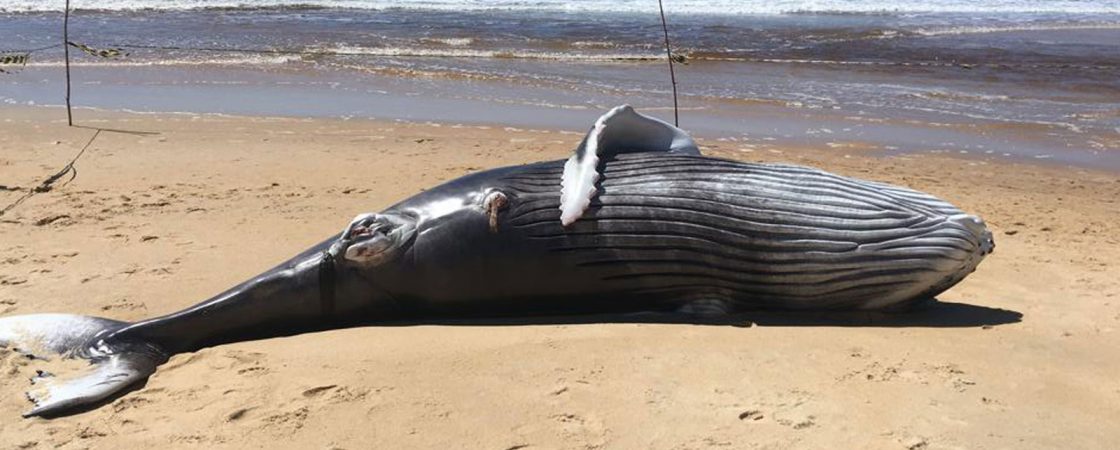 Filhote de baleia é encontrado morto em praia no sul do estado