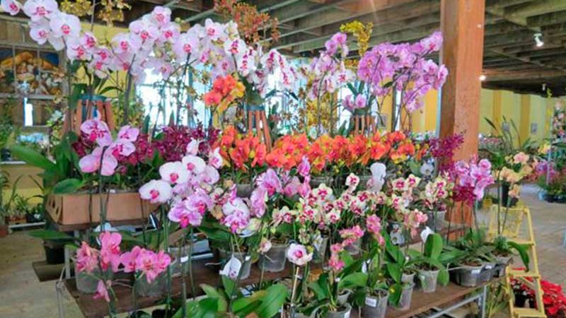 Feira de Orquídeas acontece em Arembepe no fim de semana