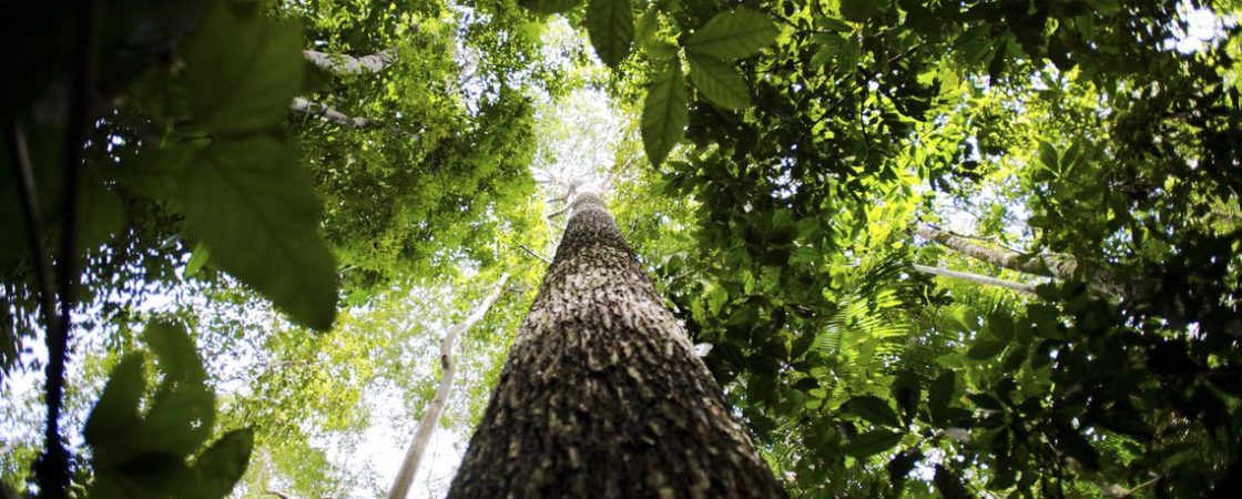 Bahia registra aumento de 1,9% na produção florestal em 2018, diz IBGE
