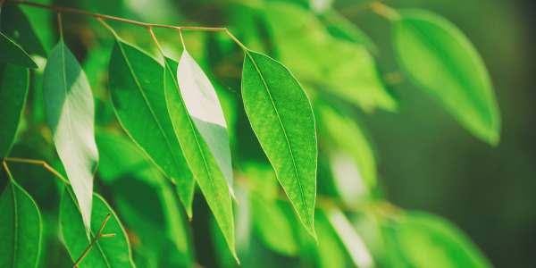 Folhas de eucalipto: estudante baiana desenvolve óleo da planta que pode substituir agrotóxico