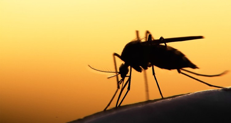 Estudo recente aponta que erradicação da malária será possível em 2050