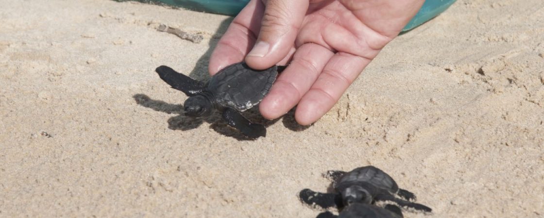 Projeto Tamar atinge marca de 40 milhões de tartarugas protegidas