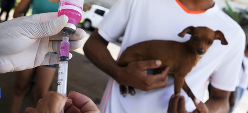Raiva: campanha é suspensa na Bahia, após atraso na entrega de vacinas