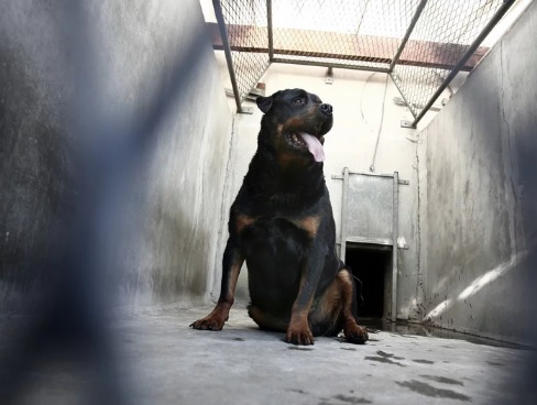 Bebê de 1 ano morre após ser atacado por rottweiler