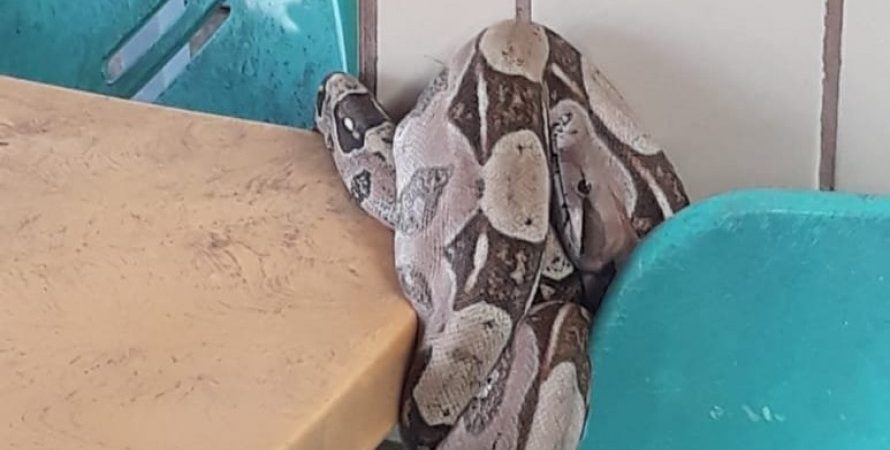 Cobra de mais de um metro é encontrada em escola de Camaçari