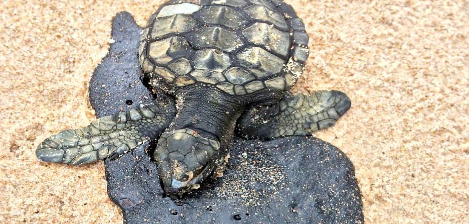 Cerca de 10 filhotes de tartaruga são encontrados mortos no litoral norte da BA, diz Tamar