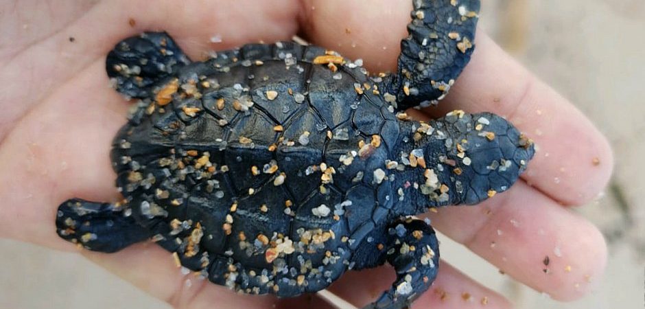 Filhote de tartaruga sujo de óleo é encontrado morto em praia de Vilas do Atlântico