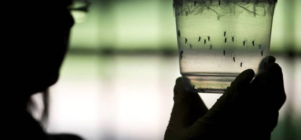 Zika: mulheres e crianças infectadas por vírus desenvolvem imunidade, diz pesquisa