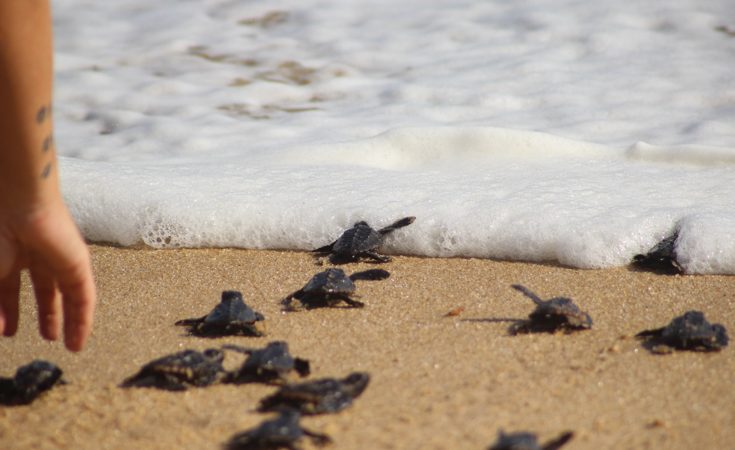 Soltura de tartarugas é suspensa por causa de manchas de óleo em praias da BA