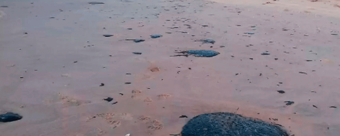 Praias atingidas por manchas de óleo no Nordeste sobem novamente