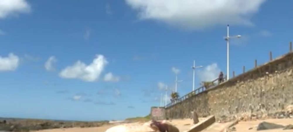 Tartaruga é encontrada sem vida na praia do Jardim dos Namorados, em Salvador