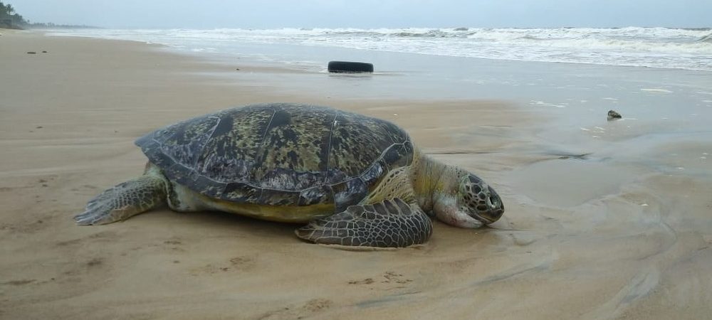 Tartaruga de mais de um metro é encontrada morta em praia de Ilhéus