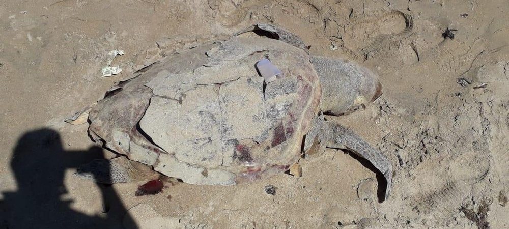 Tartaruga é encontrada morta em praia de Vera Cruz