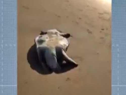 Tartaruga é encontrada morta em praia de Vera Cruz