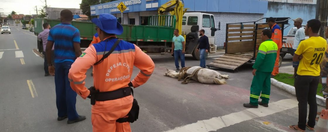 Defesa Civil de Camaçari resgata cavalo debilitado caído em pista da cidade
