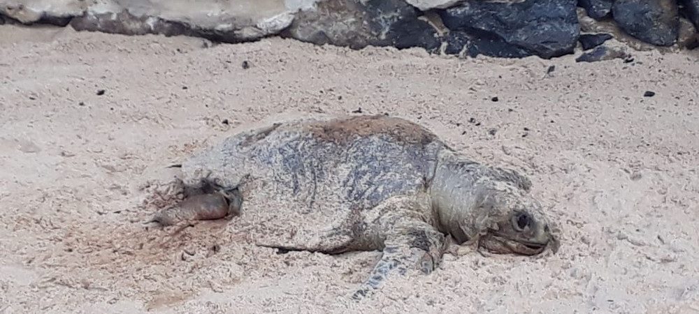 Mais uma tartaruga é encontrada morta em praia de Salvador