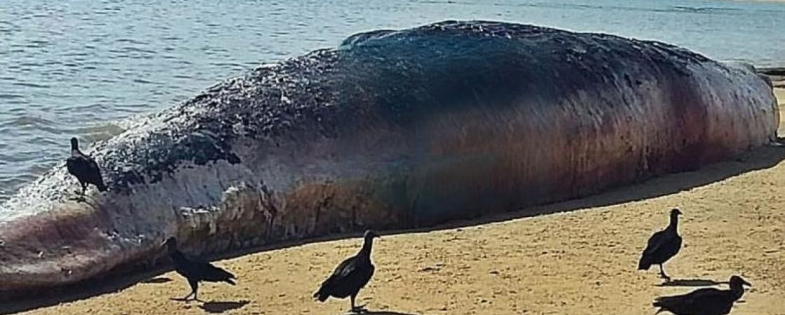 Baleia suja de óleo é encontrada morta em praia de Porto Seguro, na Bahia