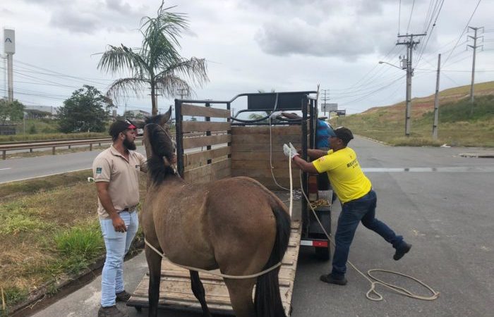 Ação na Via Parafuso, em Camaçari, recolhe animais soltos nas pistas