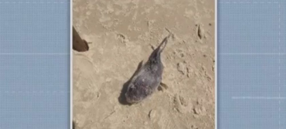 Manchas de óleo: peixe encontrado morto na Bahia estava coberto pela substância