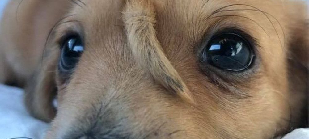 Vídeo: filhotinho de cão com rabo extra no meio da testa é resgatado por um centro de proteção de animais