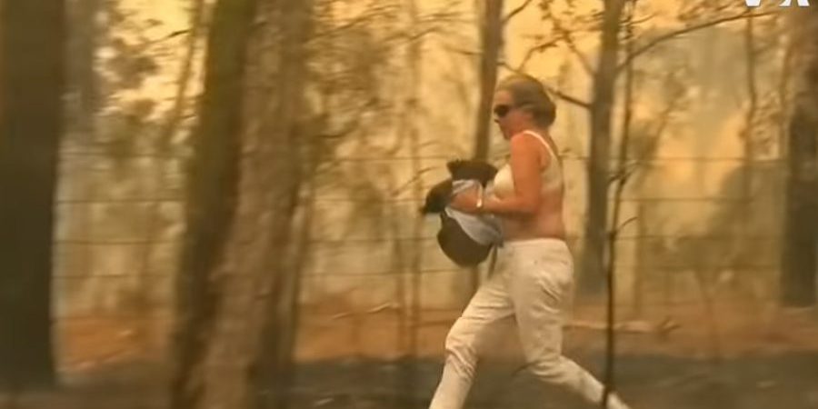 Morre coala resgatado por mulher durante incêndio florestal na Austrália