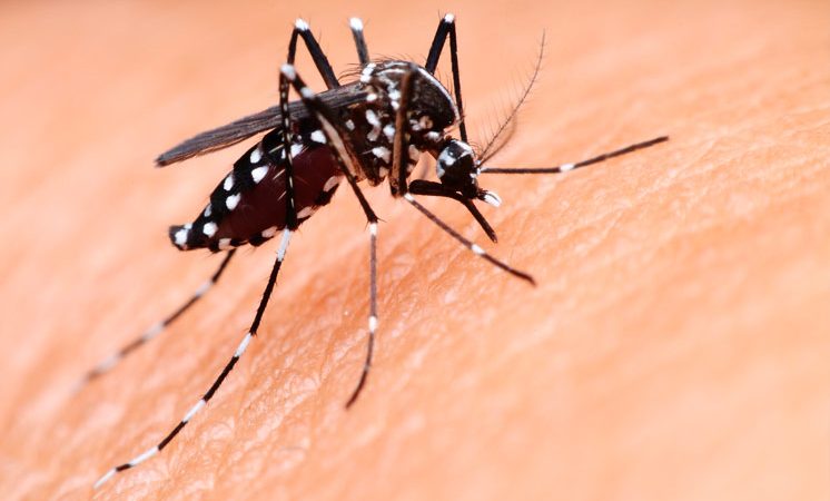 Caso de dengue transmitida por relação sexual é confirmado