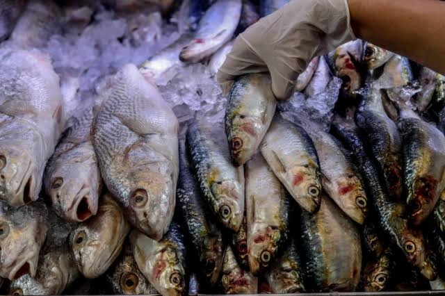 Novo relatório da Bahia Pesca diz que pescados estão próprios para consumo humano após contaminação por óleo