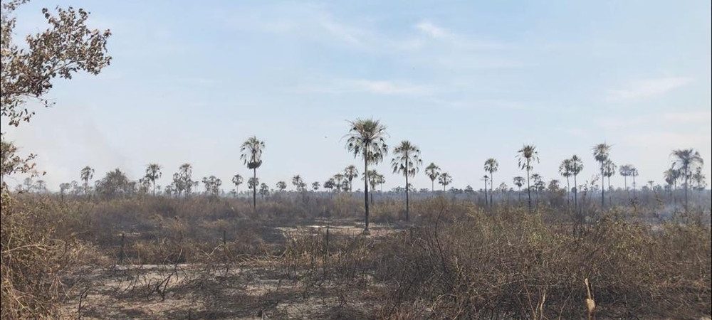 Área equivalente à cidade do RJ já foi destruída por fogo no Pantanal de MS