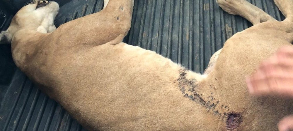 Bahia: filhote de onça morre após ser encontrado com marca de tiro