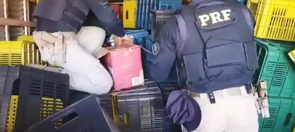 Bahia: carga com garrafas de whisky falsificado é apreendida escondida em caminhão-baú