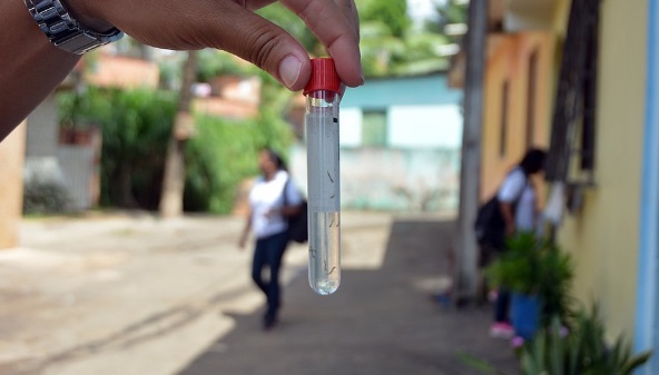 Em 2019 Bahia registrou mais de 64 mil casos de dengue; no verão, incidência da doença é maior