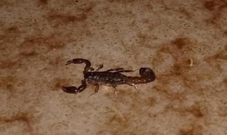 Bahia: mulher morre após ser picada por escorpião dentro de casa