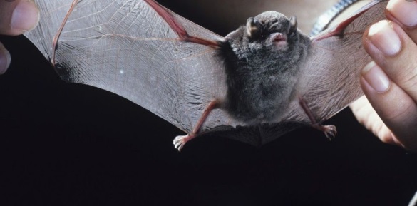 Análise genética aponta que novo coronavírus pode ter vindo de morcegos