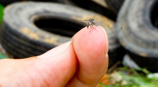 Por dia, cerca de 65 pessoas são infectadas por doenças do Aedes Aegyti na Bahia; dengue é a mais preocupante