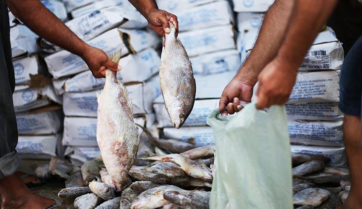 Nova coleta de pescado monitora organismos em área atingida pelo óleo
