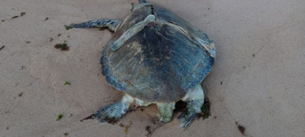 Salvador: tartaruga é achada morta na praia da Boca do Rio