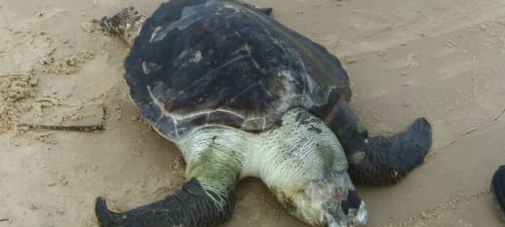 Tartaruga é encontrada morta em praia do sul do estado