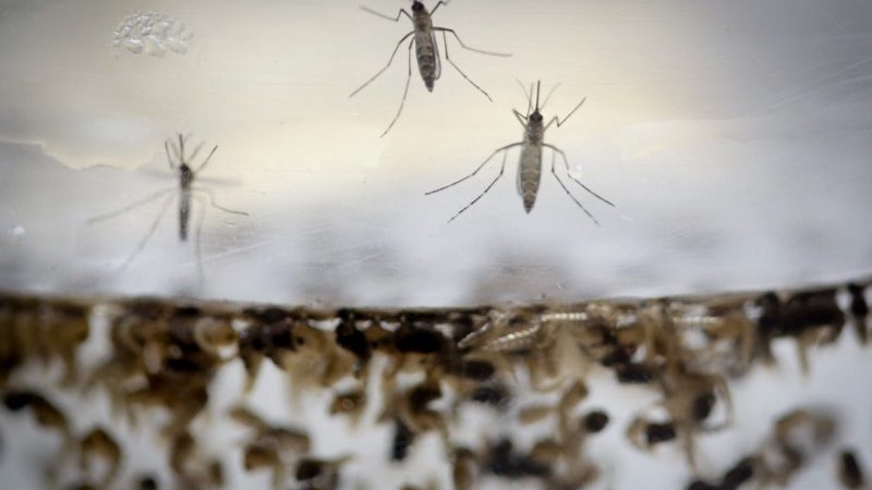 Onze estados poderão ter surto de dengue em 2020; Bahia está na lista