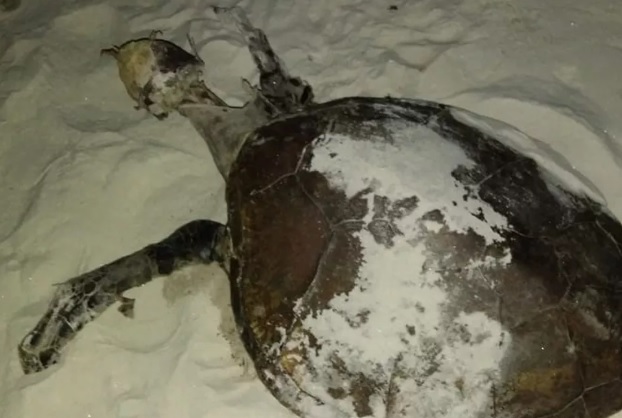 Tartarugas são encontradas sem vida em praias da Bahia