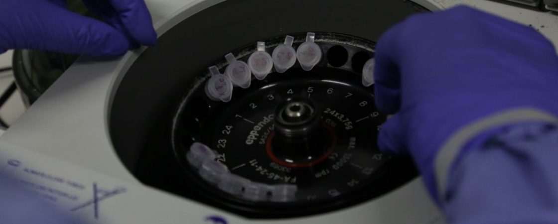 Coronavírus: vacinas são testadas em ratos