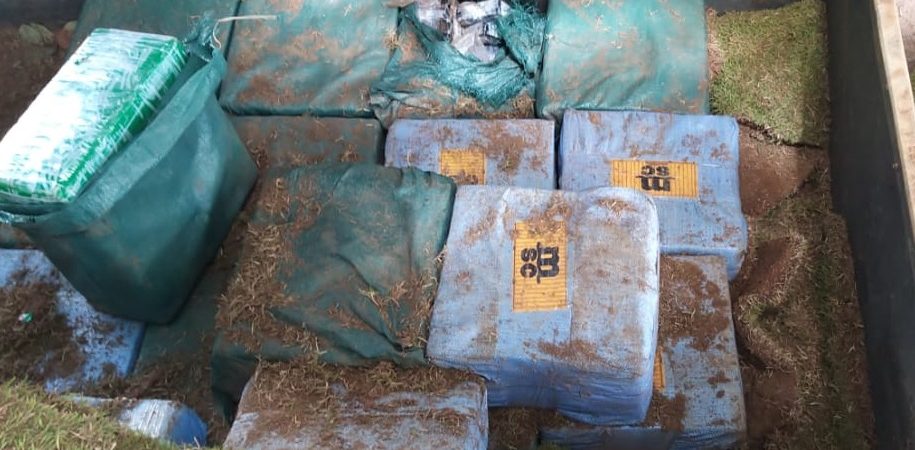 Cão farejador encontra meia tonelada de cocaína escondida em caminhão