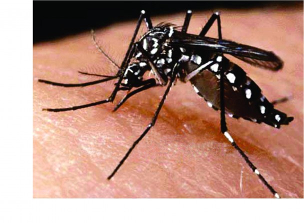 Secretaria frisa que a capital baiana apresentou queda de 50% em casos de dengue, zyka e chikungunya