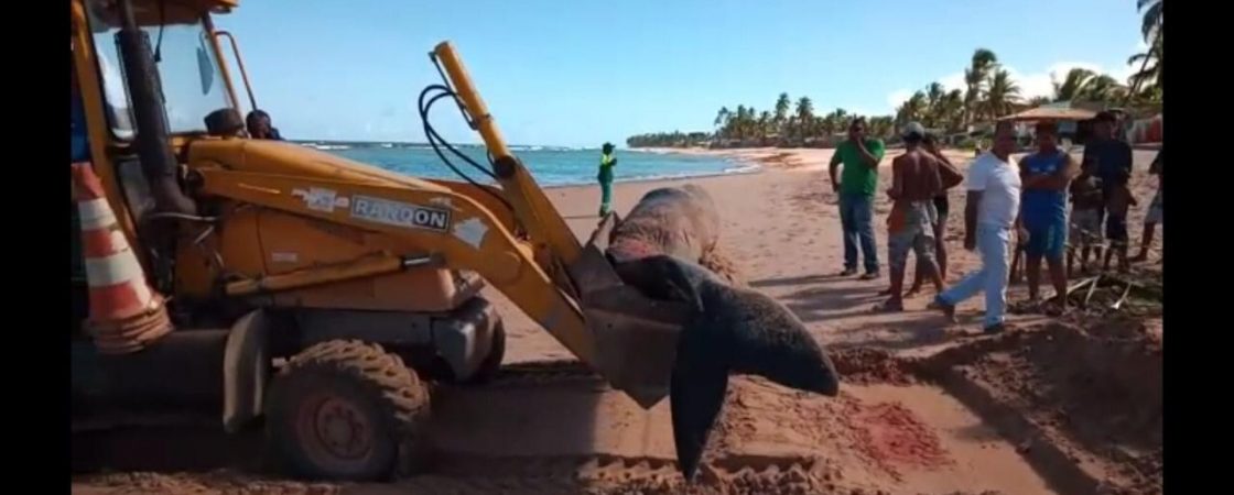 Camaçari: Defesa Civil remove baleia encalhada na Paia de Jauá