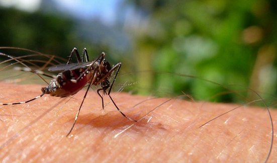 Zika: estudo da Fiocruz aponta que nova linhagem do vírus está em circulação e pode gerar epidemia