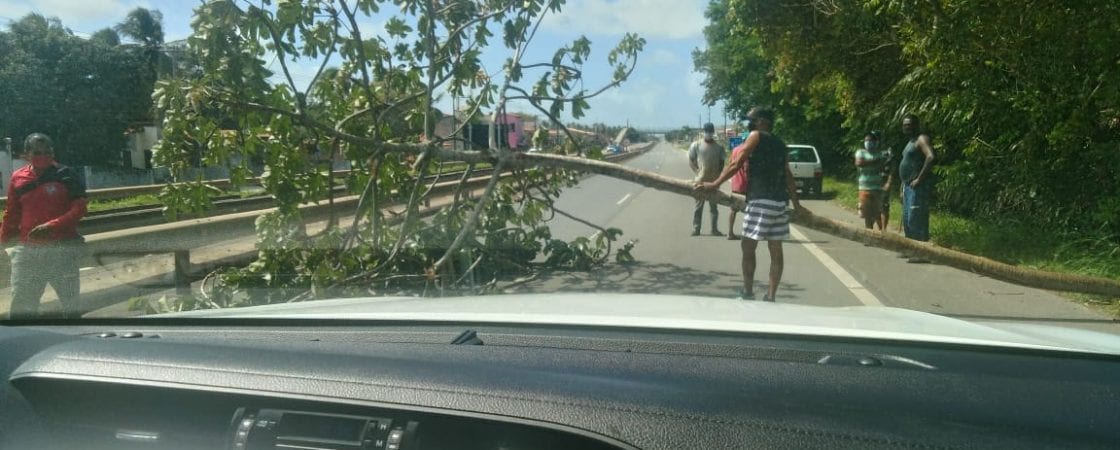 Camaçari: árvore cai em cima de veículo na BA-099