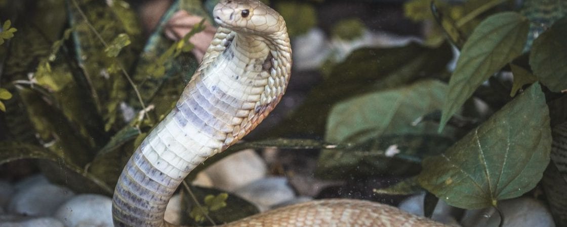 Juiz federal afasta servidora do Ibama ligada a caso da cobra naja